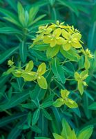 Euphorbia schillingii - RHS Wisley