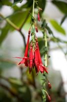 Fuchsia Boliviana
