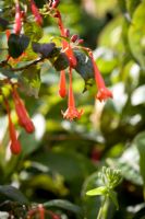 Fuchsia rivularis