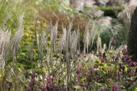 Grasses in summer border. Nursery and garden in The Netherlands.