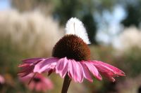 Echinacea purperea 'Augustkonigin' and feather. Nursery and garden in The Netherlands.