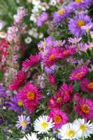 Mixed Asters. Nursery and garden in The Netherlands.