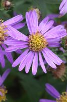 Aster. Nursery and garden in The Netherlands.