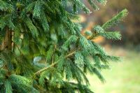 Picea smithiana - Morinda spruce