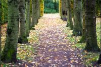 Avenue of cherry trees in autumn with fallen leaves