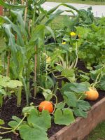 Cucurbita - Pumpkins and Zea mays - Corn growing in raised bed.  RHS Tatton Park 2010