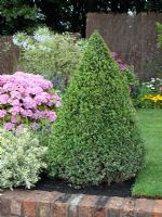Pyramid topiary. The Russell Watkinson Landscapes 'It's a Reflection of Life' garden - RHS Tatton Flower Show 2010
 