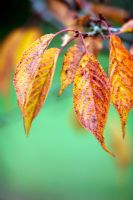 Prunus 'Kursar' - autumn foliage