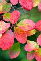 Cotinus coggygria - autumn foliage