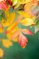 Koelreuteria paniculata - Golden Rain Tree, autumn