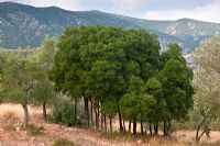 Quercus coccifera - A group of Kermes Oaks, also known as Palestine oaks in Greece 