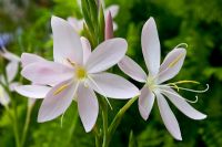 Hesperantha coccinea 'Willfred H Bryant' - Kaffir Lily 