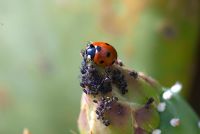 Ladybird devouring Black fly, Ants 'milking' Black fly