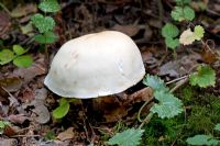 Agaricus excellens - Large white Agaric toadstool. Habitat - open broad-leaf and coniferous woodlands, favouring Spruce. Kent, October.