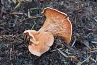 Hygrophoropsis aurantiaca, which favours acid soils in mixed woodlands. Edible. West Sussex, October. Known to produce hallucinations