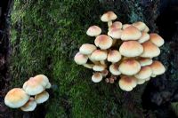 Hypholoma fasciculare - Sulphur Tuft toadstools in dense clusters on stumps of deciduous and coniferous trees. Very common but inedible.  West Sussex woodland, October.