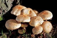 Pholiota squarrosa - Shaggy Phol Toadstool in dense clusters at the base of deciduous tree. Inedible. West Sussex garden,  October.
