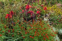 Tagetes patula 'Cinnabar', Viburnum opulus 'Compactum' with Canna and Rudbeckia.  Great Dixter, East Sussex.  October