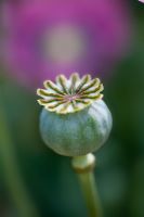 Seed pod of Papaver somniferum - Opium Poppy