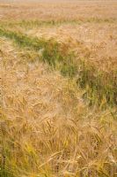 Hordeum - Barley field in Suffolk