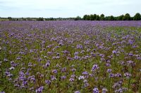 Field of Phacelia tanacetifolia in Suffolk- Scorpion Weed