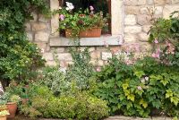 Cottage window box with Pelargonium - Geranium and adjacent bed with Rosa, Anemone x hybrida, Valeriana, Euonymus. 'Little Stubbins', Lancashire NGS