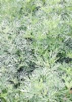 Artemisia 'Powis Castle' in August at Wilkins Pleck Garden NGS, Whitmore Staffordshire, UK 