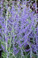 Perovskia 'Blue Spire' - Russian Sage, in August at Wilkins Pleck Garden NGS, Whitmore Staffordshire, UK 
 