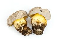 Boletus radicans, a rare fungus in britain