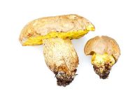 Boletus impolitus - Iodine Bolete, a rare edible fungus found in Britain