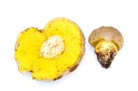 Boletus impolitus - Iodine Bolete, a rare edible fungus found in Britain