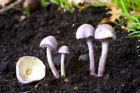 Cystolepiota bucknallii fungus, frequently found in nitrogen rich soils.