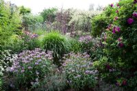 Mixed late summer border including Rosa rugosa 'Roserie de L'Hay', Phlox 'Little Princess', Echinacea purpurea 'Rubinstern' and Monarda menthifolia. Merriments, Sussex