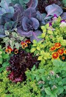 Colourful patchwork of vegetables, soft fruit, herbs and flowers - Red cabbage with red lettuce, alpine strawberries, ginger mint, golden thyme, marjoram, sage, pansies and French marigolds