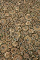 Paved surface made from concrete ammonite shells with chippings filling the gaps
