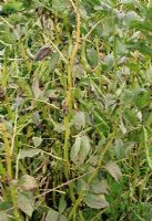 Botrytis fabae - Chocolate spot fungal disease affecting leaves, stems and pods of broad beans 