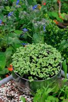 White mustard in an old saucepan with mitzuna and purple mustard in the foreground and borage behind