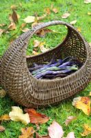 Runner beans in a basket, picked for drying and saving seeds in October - The Old Sun House, Wymondham, NGS