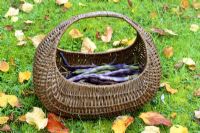 Runner beans in a basket, picked for drying and saving seeds in October - The Old Sun House, Wymondham, NGS
