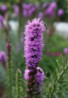 Liatris spicata 'Floristan Purple'- Gayfeather