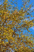 Betula ermanii 'Grayswood Hill' foliage in autumn