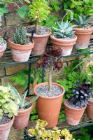 Succulents displayed on plant stand including Echeveria, Crassula and Agave. Dawn End Lodge NGS 
