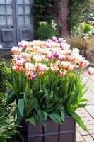 Large container of striped Tulips - Tulipa viridiflora 'Flaming Spring Green' and Tulipa 'Zurel'. East Ruston Old Vicarage, Norfolk
