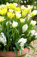 Spring container with Tulipa 'Spring Green' and 'Greeneyes' underplanted with white Hyacinthus. East Ruston Old Vicarage