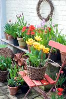 Tulipa 'Golden Nizza' in wicker container on red chair in decorative display