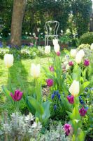 Spring cottage border with Tulipa 'White Dream', Tulipa 'Passionale' and Muscari