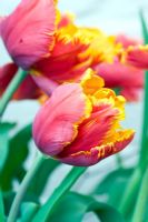 Parrot Tulipa 'Orange Favourite'