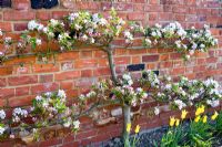 Espaliered Malus 'Cox's pippin' in blossom against wall