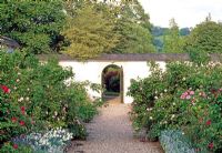 Gravel path and Rosa borders - Llanllyr Garden, Talsan, Ceredigion, Wales in June