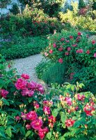 The Rose Garden - including Rosa gallica var. officinalis - Llanllyr, Ceredigion, Wales June